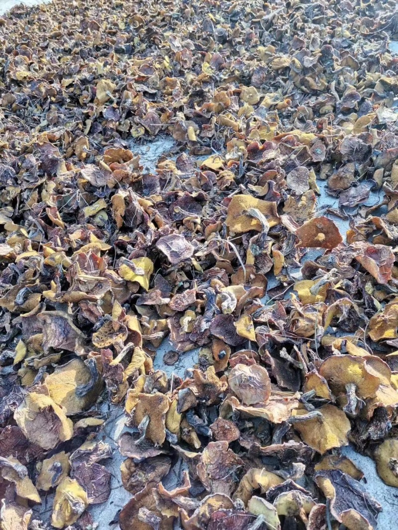 松蘑肉蘑大腿蘑一手货源视频看货以质论价