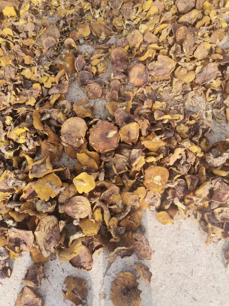 松蘑肉蘑大腿蘑一手货源视频看货以质论价