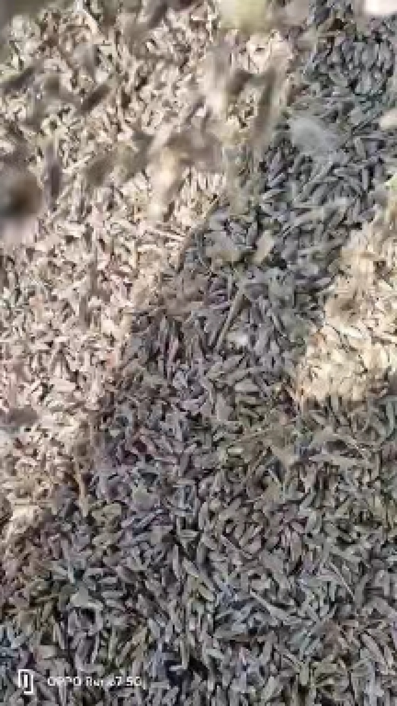 纯正宗朱砂点北苍术种籽一手货源视频看货以质论价