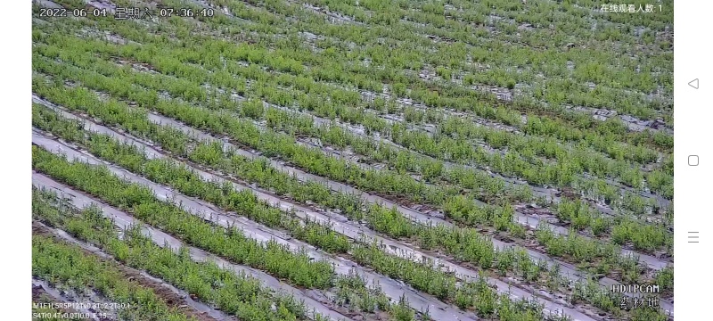 纯正宗朱砂点北苍术种籽一手货源视频看货以质论价