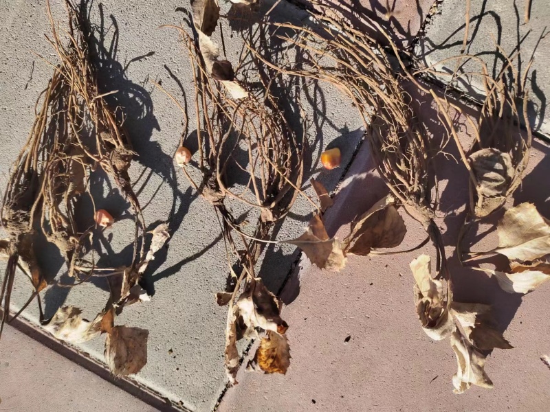 纯正宗朱砂点北苍术种苗一手货源视频看货成活率高