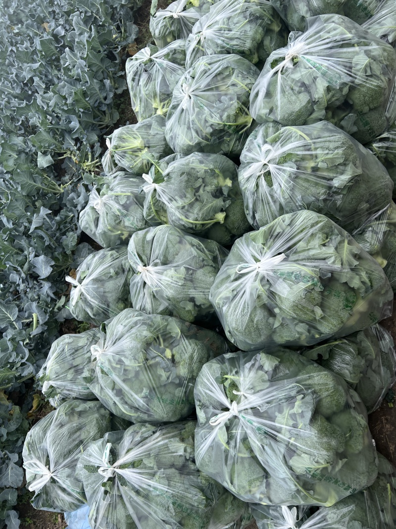 河南西兰花耐寒西兰花