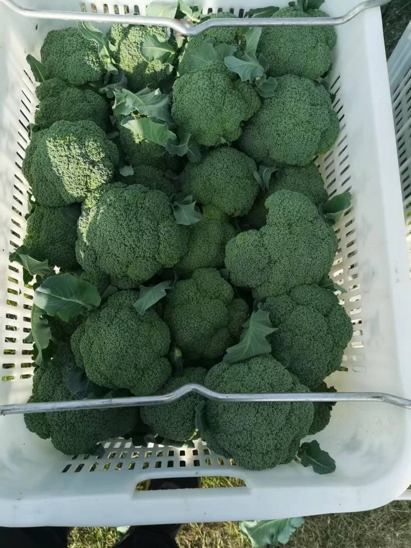 河南西兰花耐寒西兰花