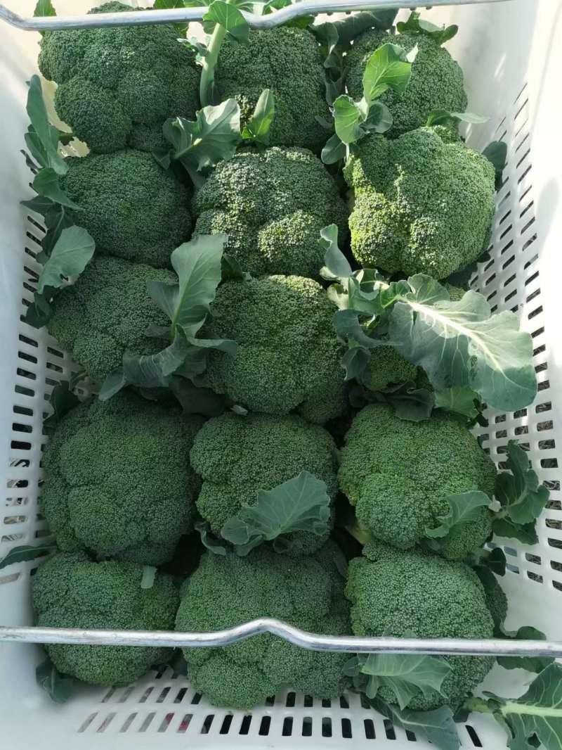 河南西兰花耐寒西兰花