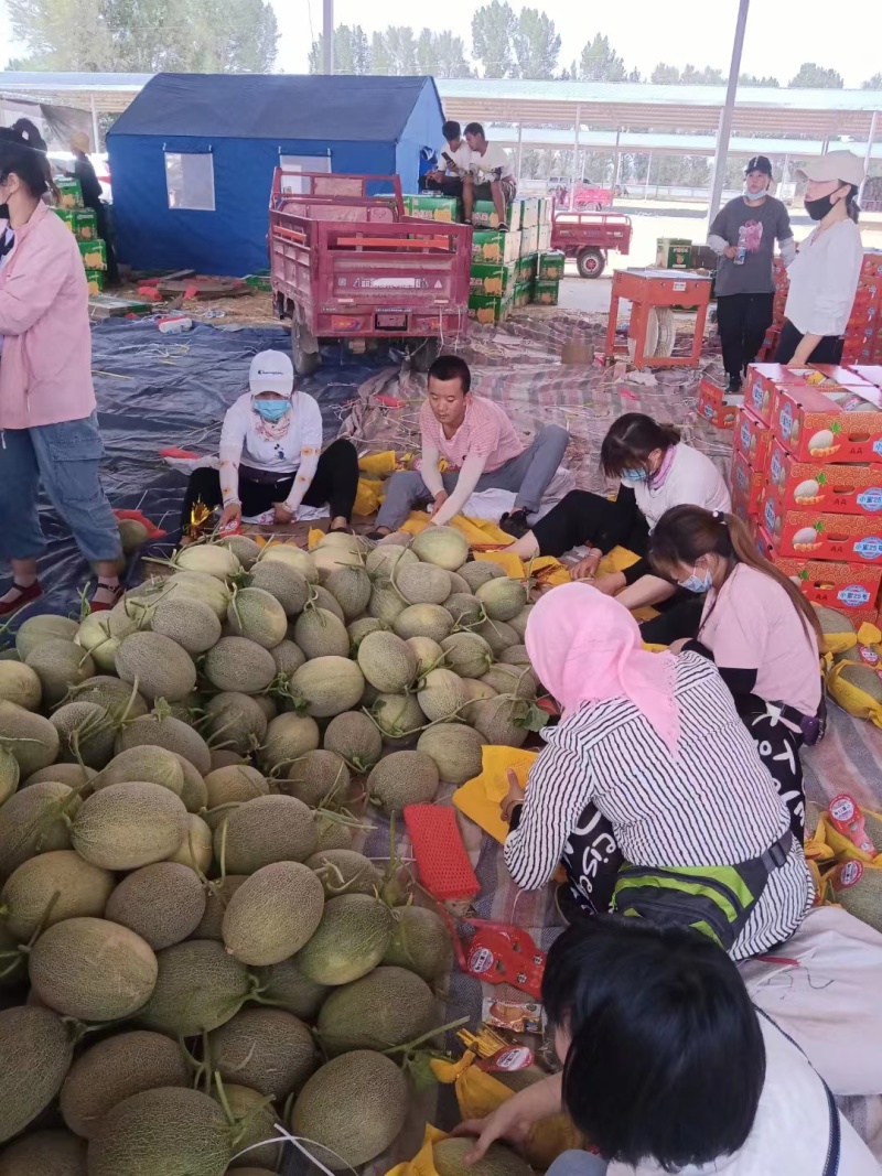 海南哈密瓜晓蜜25号大量供应酥脆多汁物美价廉欢迎电话联系