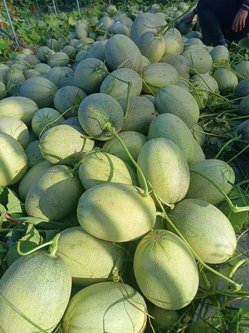 海南哈密瓜晓蜜25号大量供应酥脆多汁物美价廉欢迎电话联系