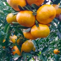 精选重庆椪柑鲜果库存果大量供货口感超甜，按客户需求收货）