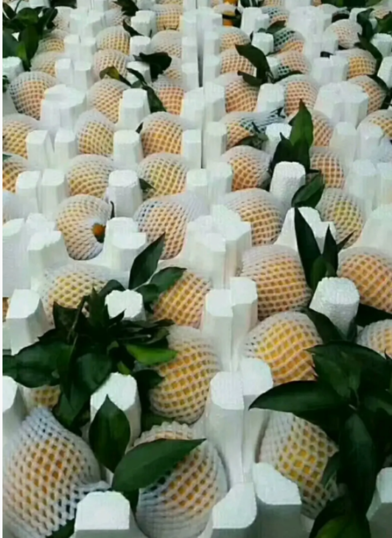 爱媛橙重庆橙子，可批发走货欢迎致电咨询