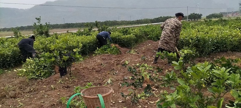 重庆柚子苗蜜脆柚子柚脆甜香基地销售欢迎致电咨询