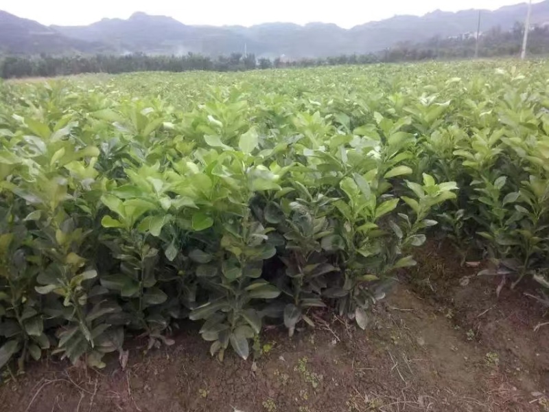 重庆柚子苗蜜脆柚子柚脆甜香基地销售欢迎致电咨询