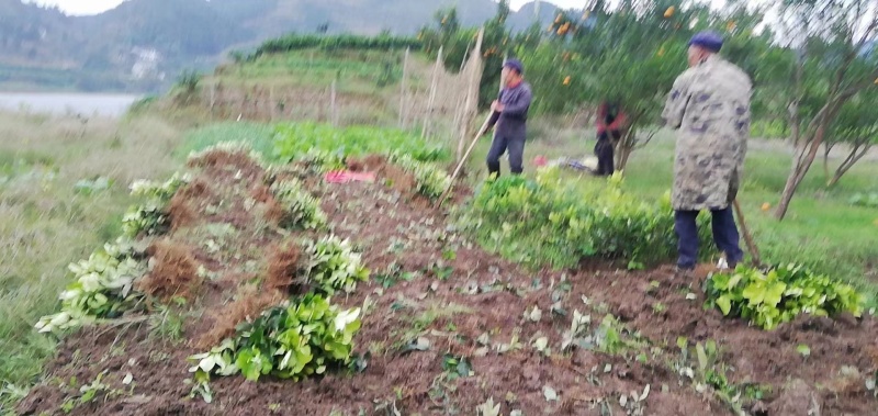 重庆柚子苗蜜脆柚子柚脆甜香基地销售欢迎致电咨询