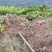 重庆柚子苗蜜脆柚子柚脆甜香基地销售欢迎致电咨询