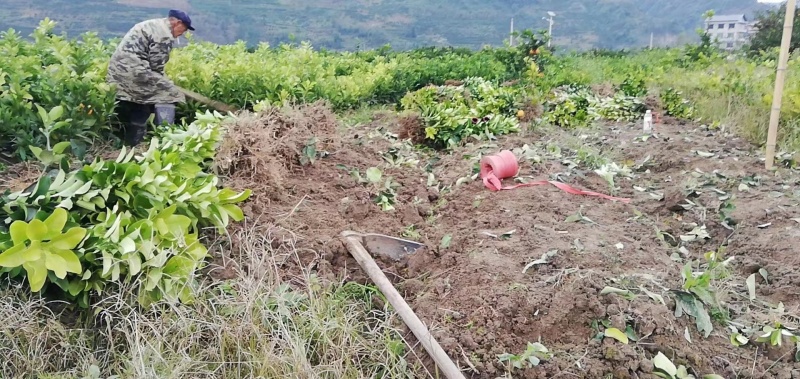 重庆柚子苗蜜脆柚子柚脆甜香基地销售欢迎致电咨询