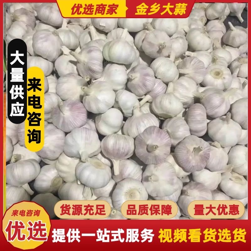 优质金乡大蒜基地直供一手货源，质量保证，代发全国