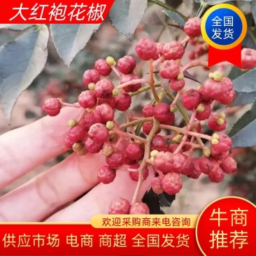 【实力】陇南精品大红袍花椒颜色红麻味足欢迎联系
