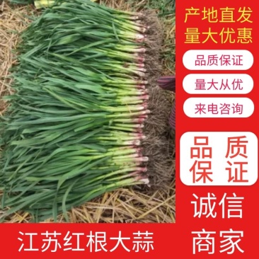 江苏大丰红根蒜苗万亩甚地持续供应品质保证,产地直供