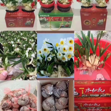 【优选】水仙花种球精包装货源充足大量有货欢迎老板选购