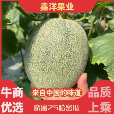【精品】哈密瓜晓密25号产地一手货源对接电商社区团购
