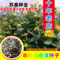 串叶松香草种子：多年生耐寒抗旱耐涝高产高蛋白牧草