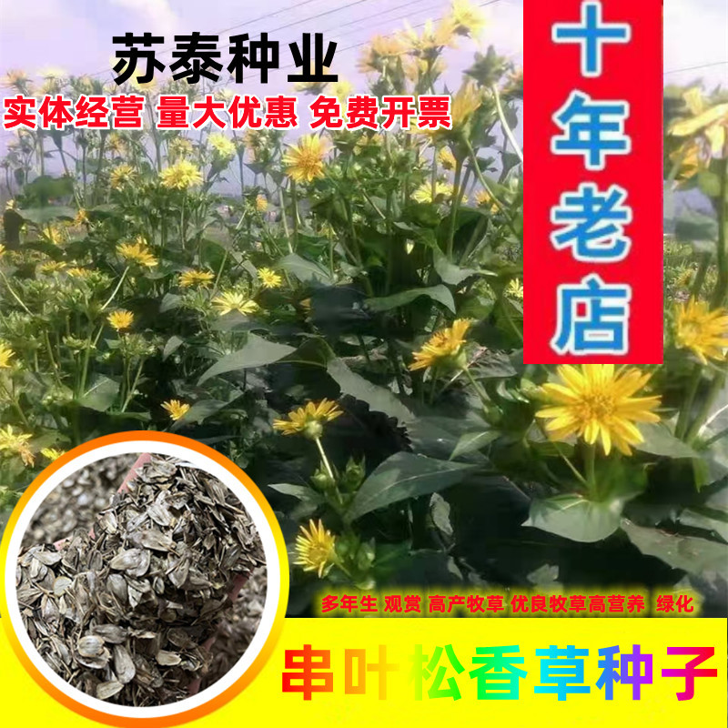 串叶松香草种子：多年生耐寒抗旱耐涝高产高蛋白牧草