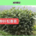 串叶松香草种子：多年生耐寒抗旱耐涝高产高蛋白牧草
