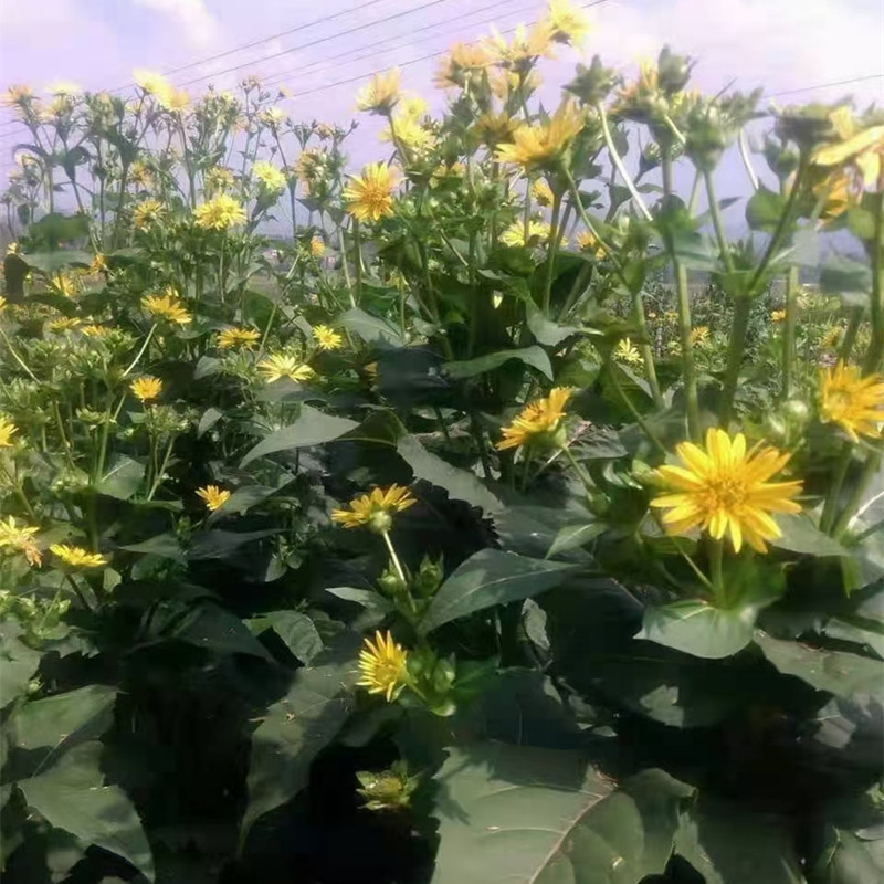 串叶松香草种子：多年生耐寒抗旱耐涝高产高蛋白牧草