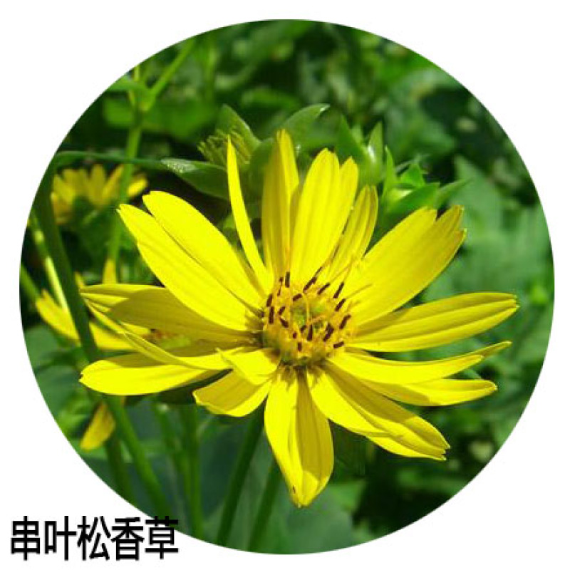 串叶松香草种子：多年生耐寒抗旱耐涝高产高蛋白牧草