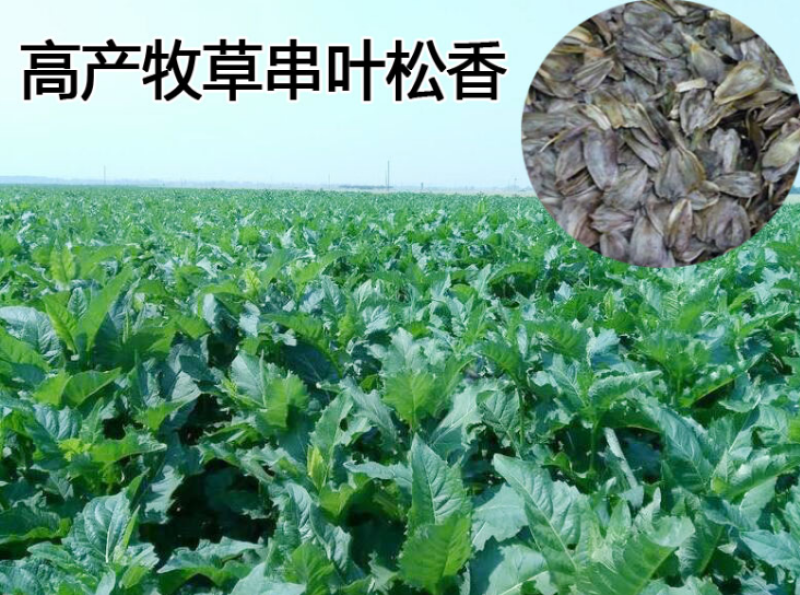 串叶松香草种子：多年生耐寒抗旱耐涝高产高蛋白牧草