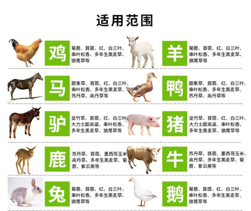 串叶松香草种子：多年生耐寒抗旱耐涝高产高蛋白牧草