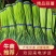 河南优质精品小把和大把蒜薹，产地发货，货源充充足。