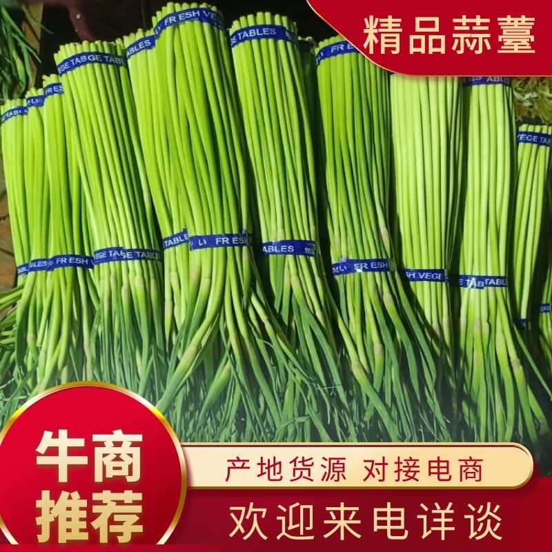 河南优质精品小把和大把蒜薹，产地发货，货源充充足。