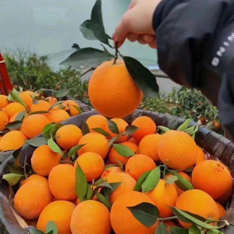 【推荐】雷波脐橙，香甜化渣，可零售可批发
