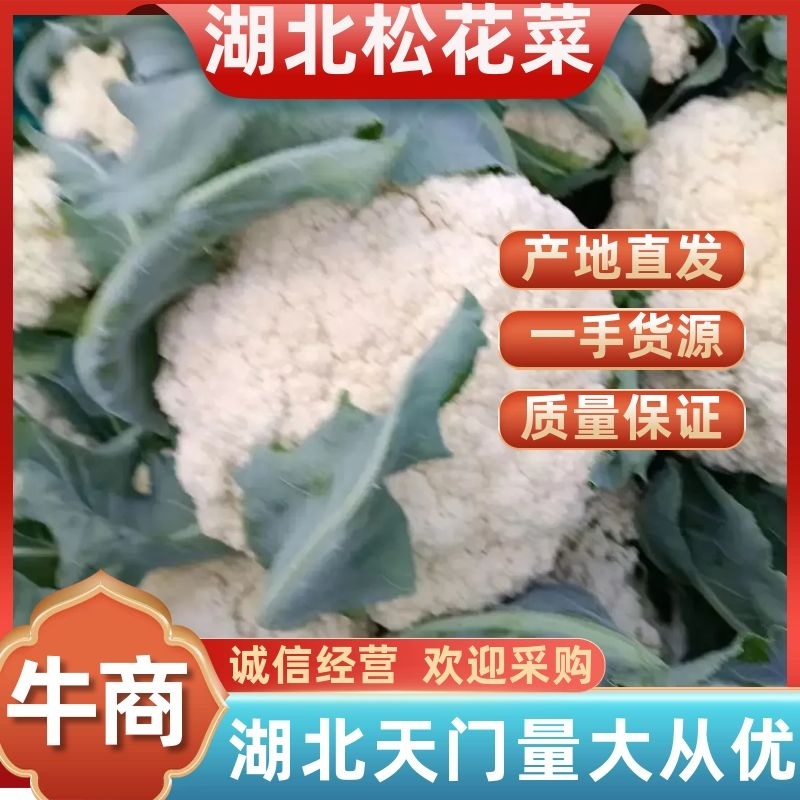 松花菜湖北菜花货量充足价格真实市场直供视频看货