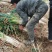 长白大葱产地直供，货源充足葱白长口感好一手货源质量保障