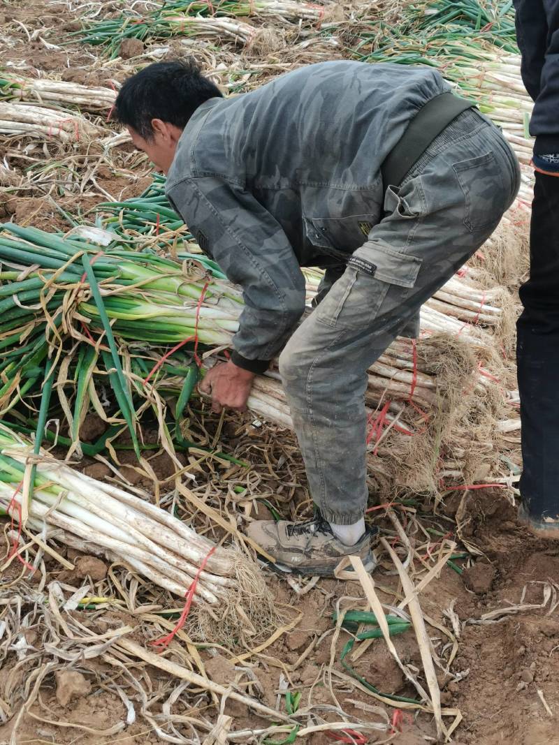 长白大葱产地直供，货源充足葱白长口感好一手货源质量保障
