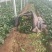 大叶菠菜菠菜大量上市产地发货量大从优欢迎来电