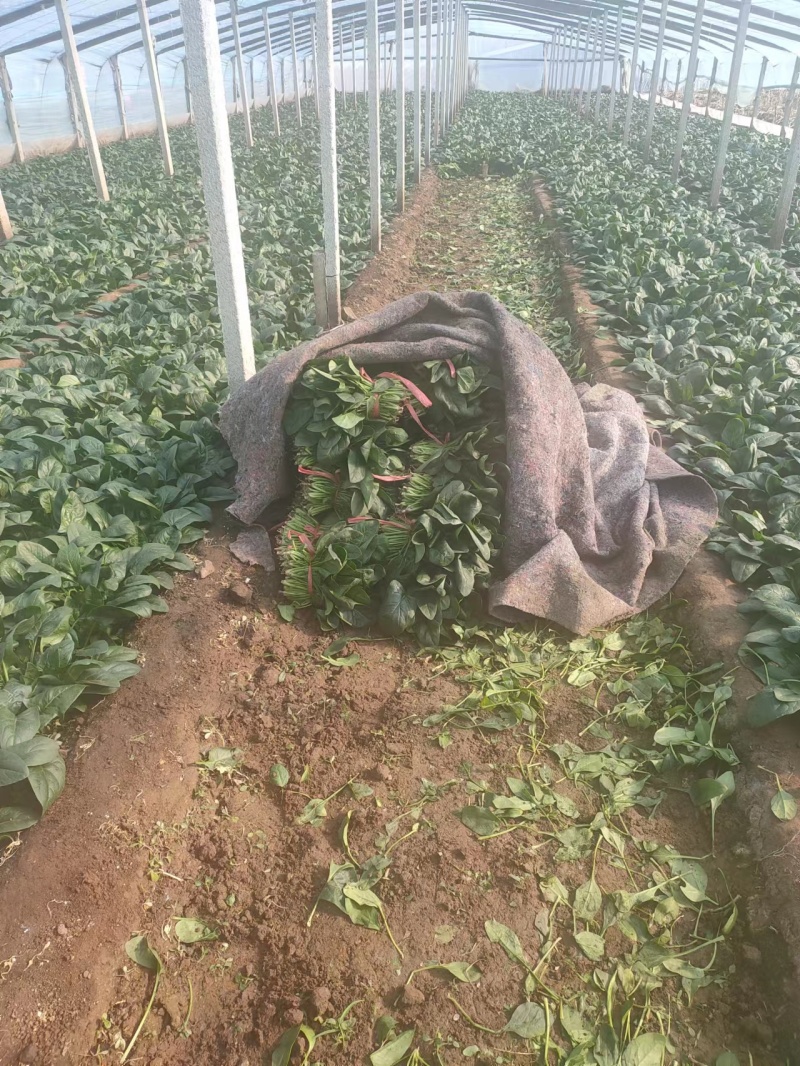 大叶菠菜菠菜大量上市产地发货量大从优欢迎来电