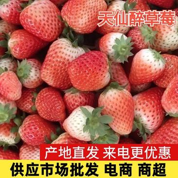 【天仙醉草莓】精品草莓大量上市供应市场电商商超