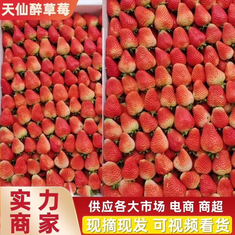 【草莓】安徽正宗天仙醉草莓现摘现发可视频看货欢迎咨询