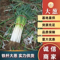 河南精品铁杆大葱，精选采摘发货，新鲜供应，欢迎咨询合作