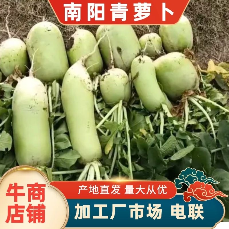 青萝卜南阳邓州，产地一手货源，便宜处理，对接加工厂等