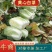 黄心白菜河南南阳产地一手货源，对接市场工厂，量大从优