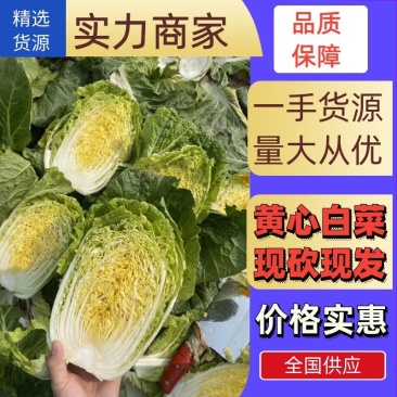 【黄心白菜】湖北襄阳白菜新鲜大白菜千亩基地货源稳定代发