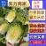 【黄心白菜】湖北襄阳白菜新鲜大白菜千亩基地货源稳定代发