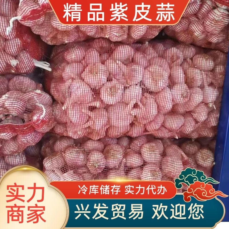 山东精品白皮蒜大量有货专注储存大蒜品质保证欢迎联