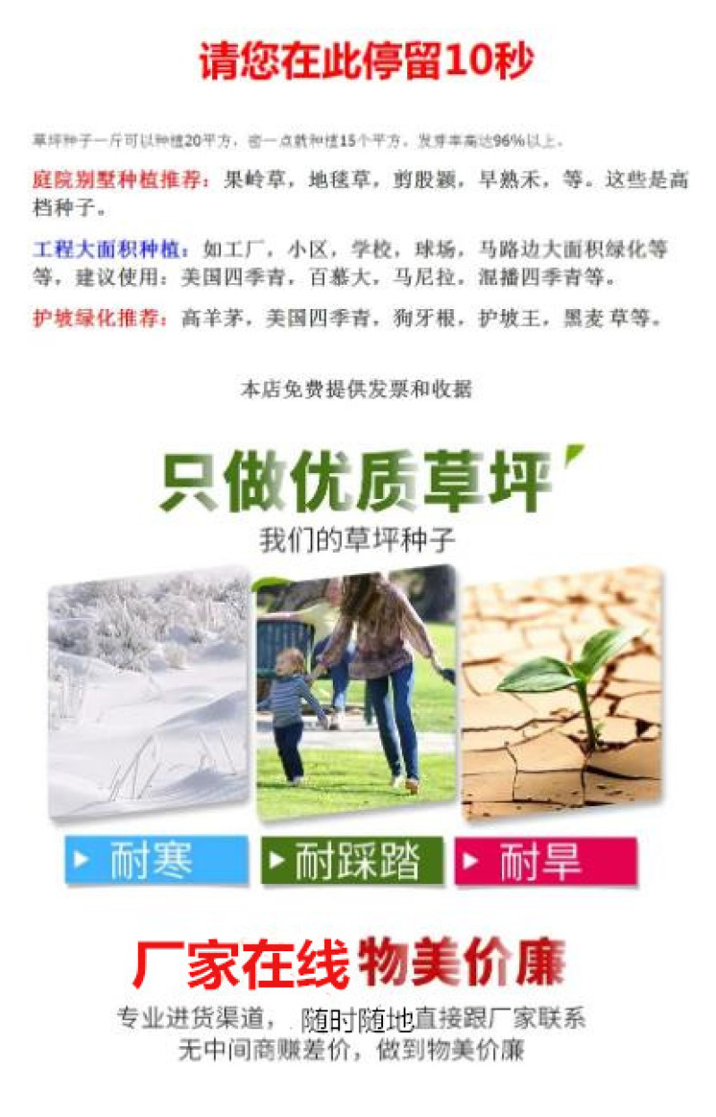 紫羊茅草种四季青草坪种子不修剪草籽草皮庭院矮绿化耐寒护坡