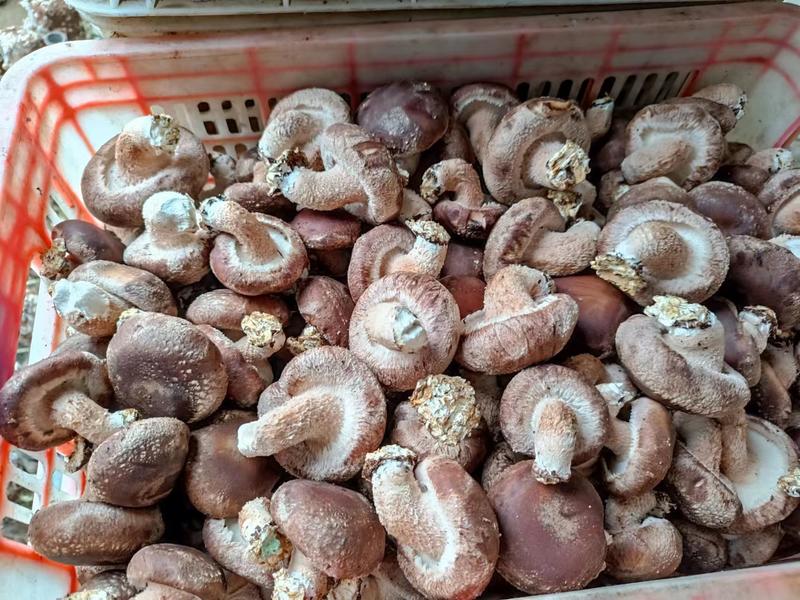 河北遵化精品香菇头茬大个物美价廉全国发货