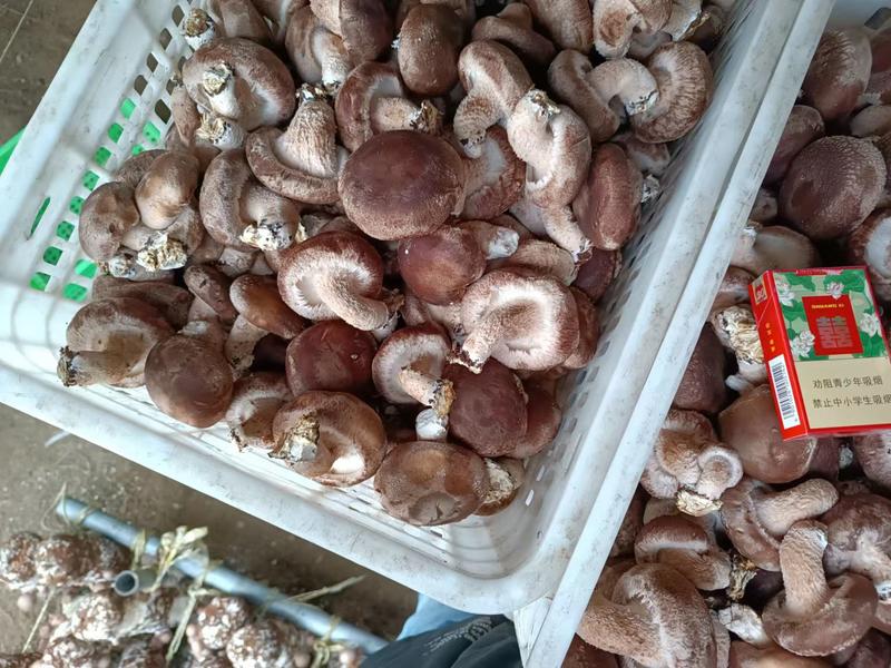河北遵化精品香菇头茬大个物美价廉全国发货