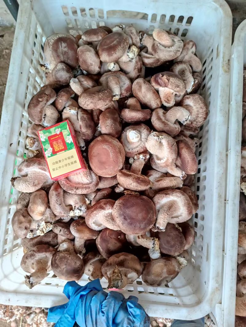 河北遵化精品香菇头茬大个物美价廉全国发货