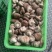 河北遵化精品香菇头茬大个物美价廉全国发货